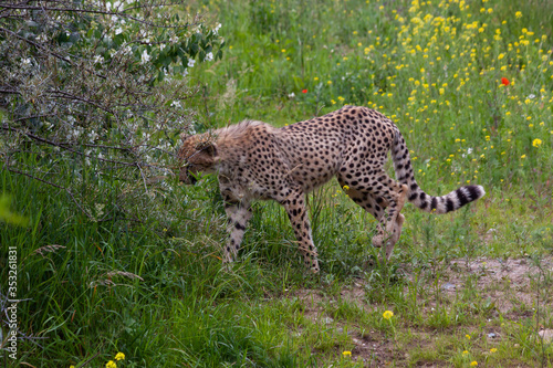 Canvas Print wild cheetah in the green grass in the park