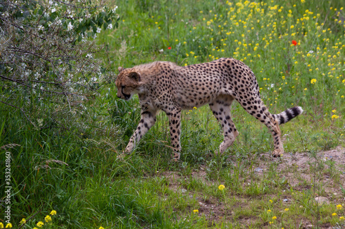 Canvas Print wild cheetah in the green grass in the park