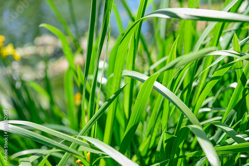 Fresh green grass