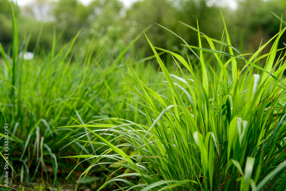 Obraz premium Fresh green grass