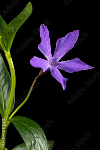 Blue flower of periwinkle, lat. Vinca, isolated on black background