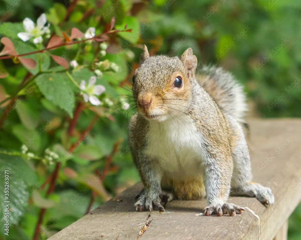 Young and energetic squirrel poses Young and energetic squirrel poses