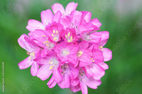 armeria flower macro