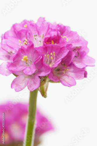 armeria flower macro