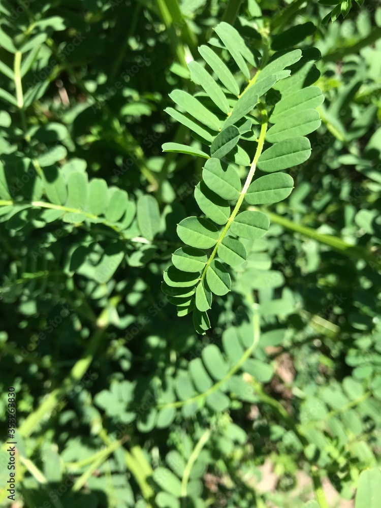 a fern-like plant emerging from the top of the photo a fern-like plant emerging from the top of the photo