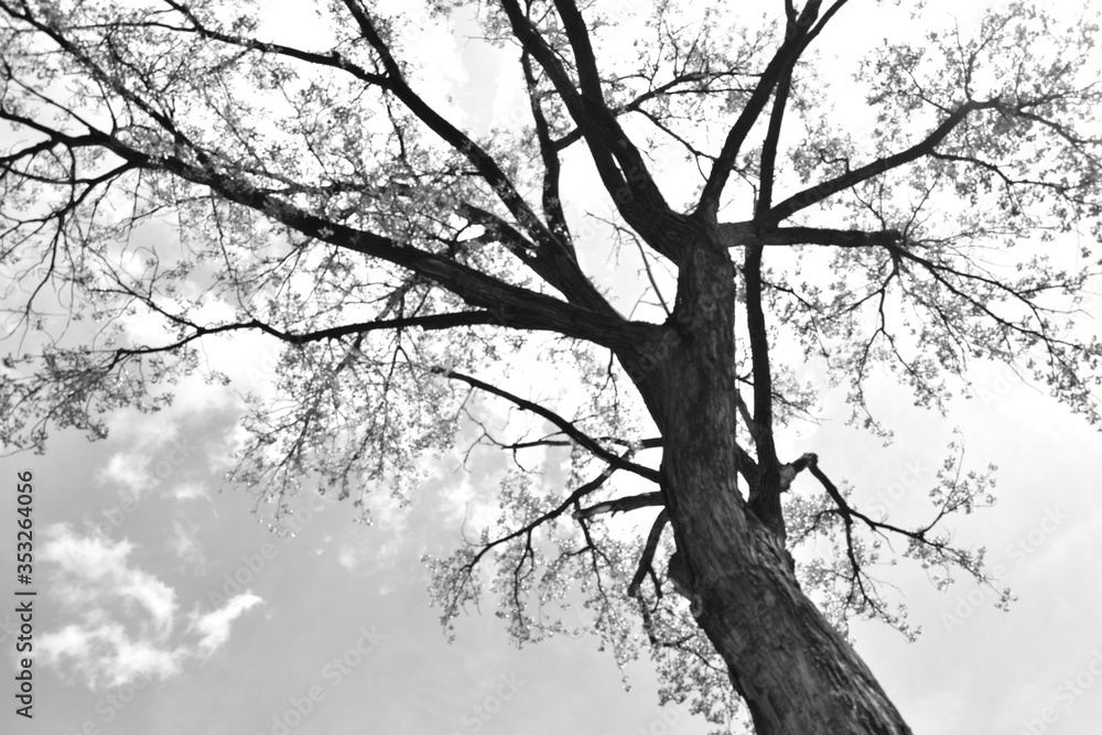 Big Tree (black and white) 2 Big Tree (black and white) 2