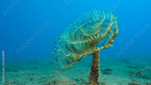 tubeworm scenery underwater open wings and collecting particles in water fan worm ocean scenery photo