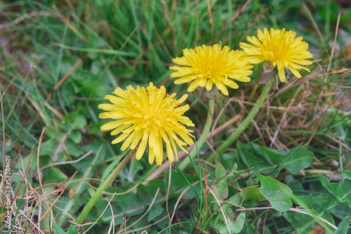 Yellow dandelions in the grass