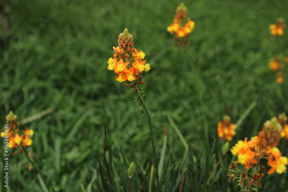 yellow flowers in the grass