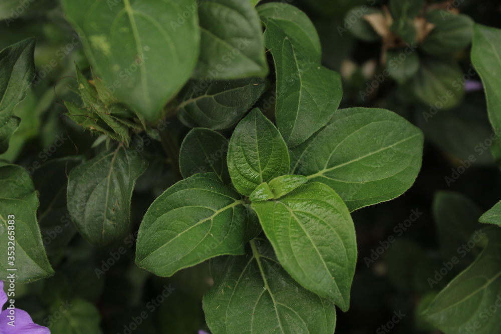 green leaves in the garden green leaves in the garden
