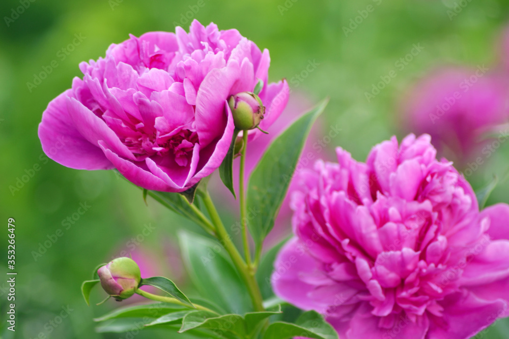 Obraz premium Peony paeonia purple flowers in bloom