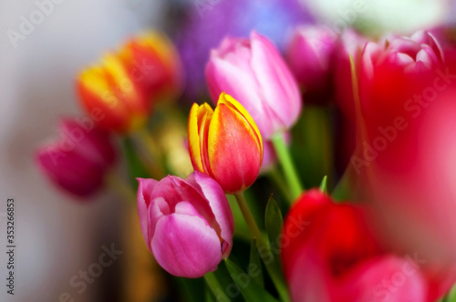 Fototapeta Naklejka Na Ścianę i Meble -  Colorful pastel tulips bouquet, red and pink flowers