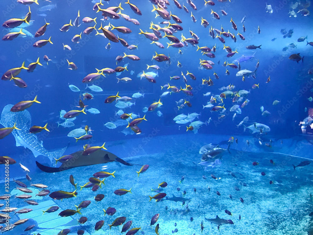 Fototapeta premium 沖縄