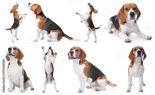 Set of beagle dogs on white background photo