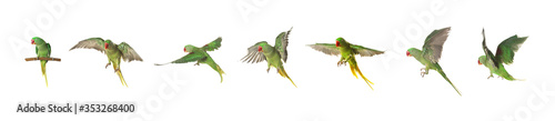 Set of beautiful pet (Alexandrine parakeet) on white background. Banner design