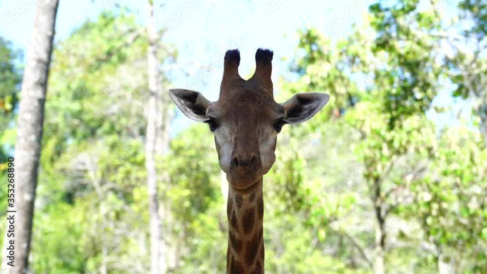 Close up portrait of a giraffe head in nature. Wild african animals Close up portrait of a giraffe head in nature. Wild african animals