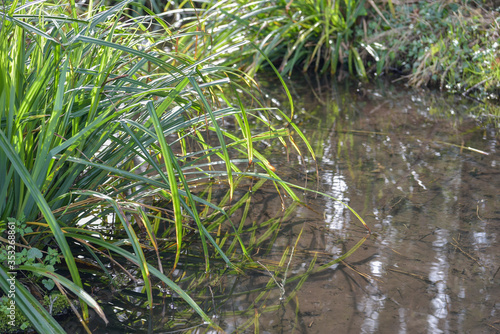 Grass in the water