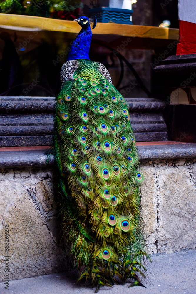 Obraz premium Pavo Real en un Jardín de una casa mexicana