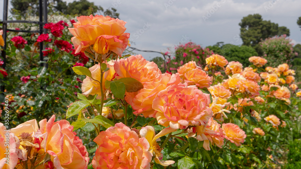 Orange roses on fresh green leaf background and bokeh blure with shallow depth of field. Soft focus. Orange roses on fresh green leaf background and bokeh blure with shallow depth of field. Soft focus.