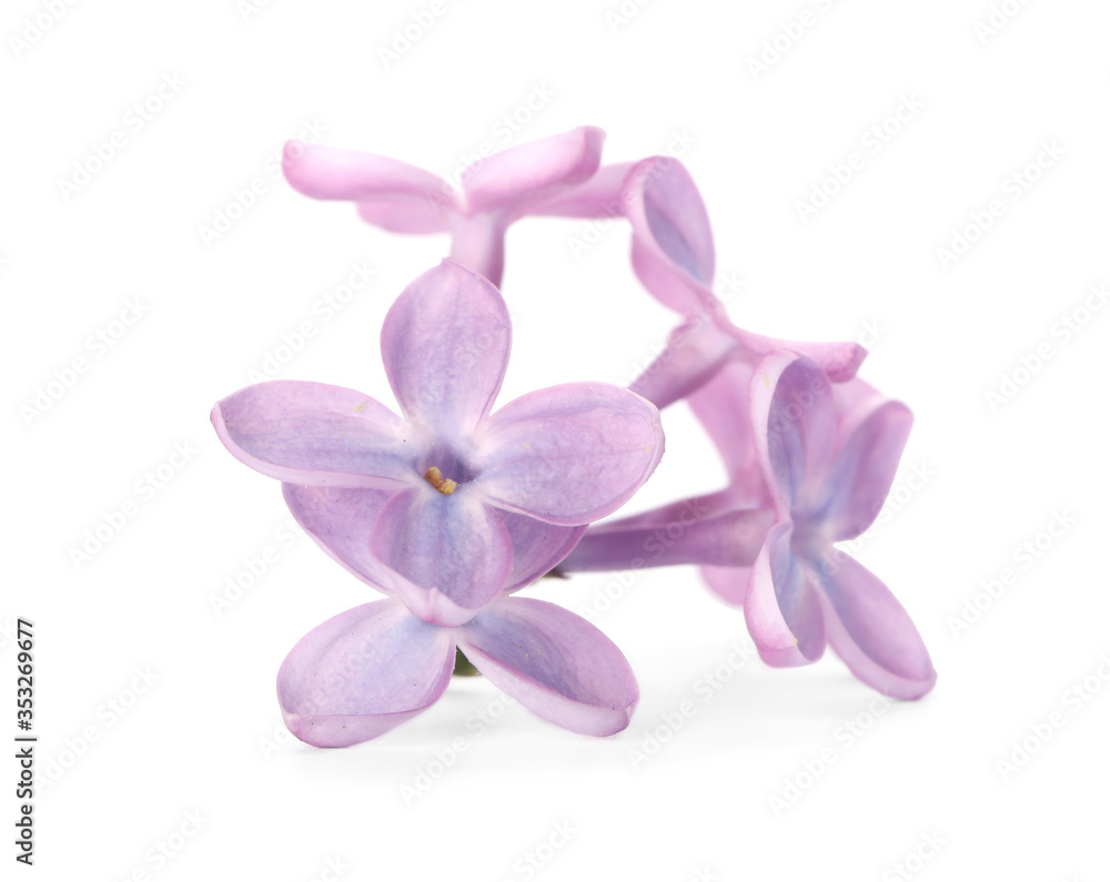 Beautiful violet lilac blossom isolated on white Beautiful violet lilac blossom isolated on white