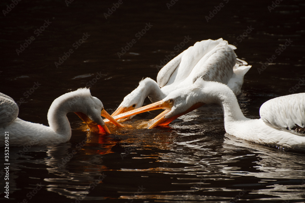 Fototapeta white pelicans fish on the lake