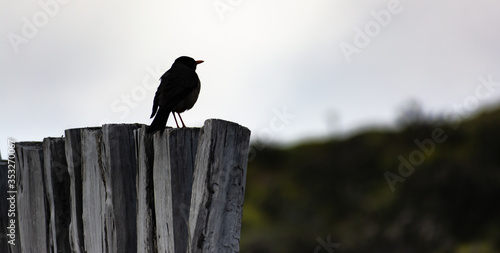 pequeño ave en contraste posando sobre troncos. El zorzal patagónico (Turdus falcklandii) o huilque, es una especie de ave paseriforme de la familia Turdidae. photo