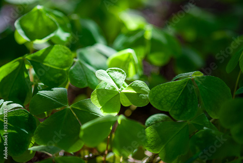 Wallpaper Mural Oxalis acetosella growing in the forest , shadow and light  Torontodigital.ca