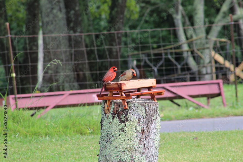 Male and Female Cardinal at picnic table