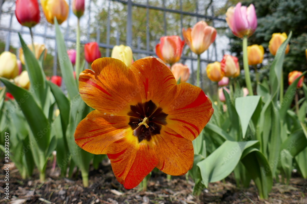 Bright orange tulip standing out from tulip flower garden Bright orange tulip standing out from tulip flower garden
