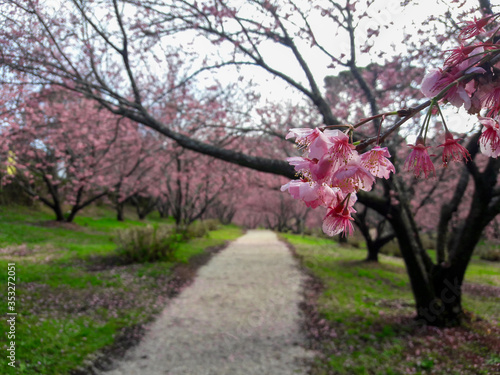 caminho no campo de cerejeiras em flor  em Campos do Jord  o