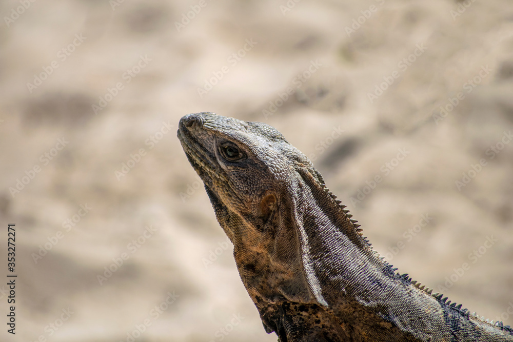 Iguana Close with fur details Iguana Close with fur details