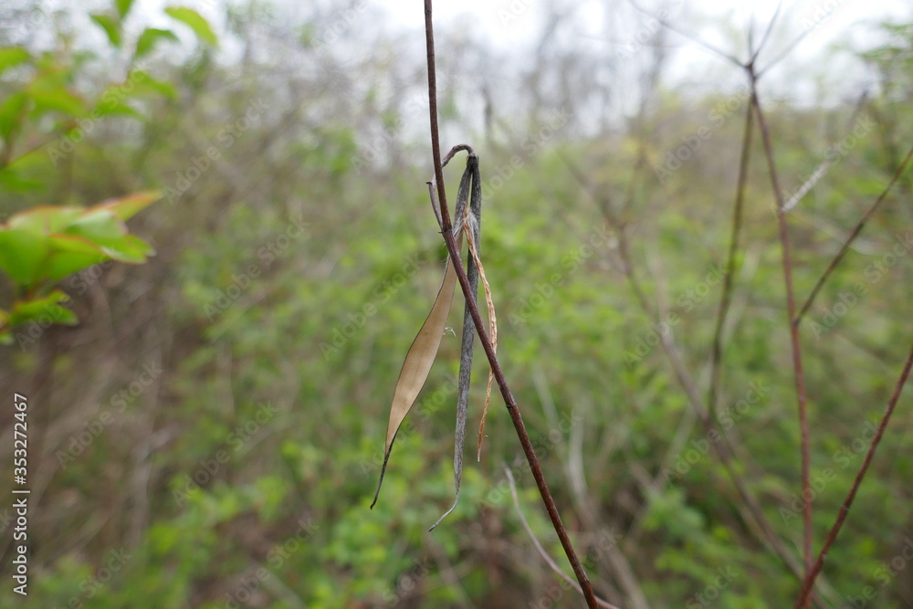 Empty seed pod husk hanging from twig close-up Empty seed pod husk hanging from twig close-up