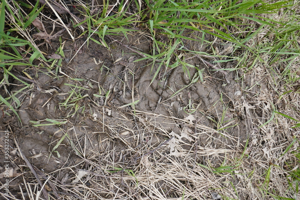 Tractor tire tread mark tracks in muddy soil Tractor tire tread mark tracks in muddy soil