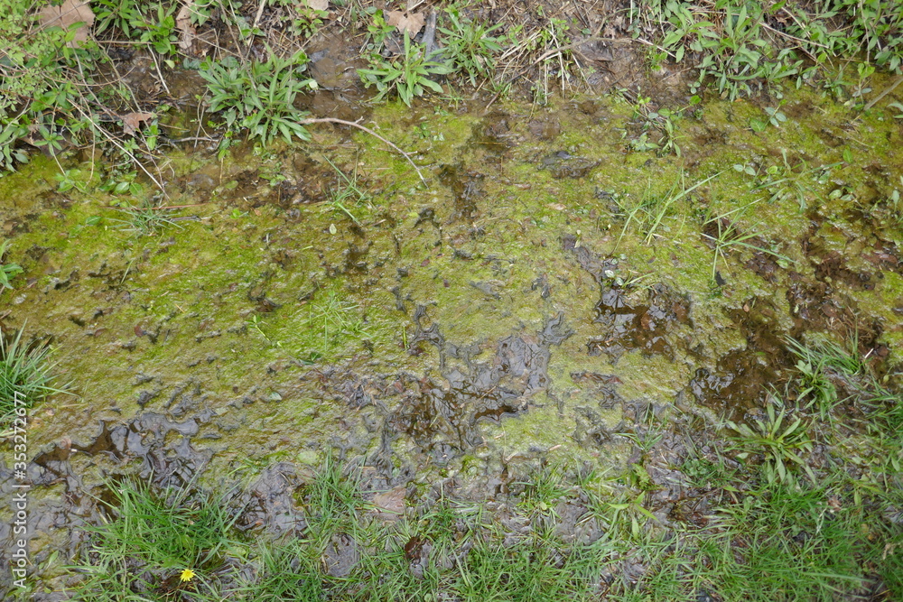 Floating algae on water puddle background Floating algae on water puddle background
