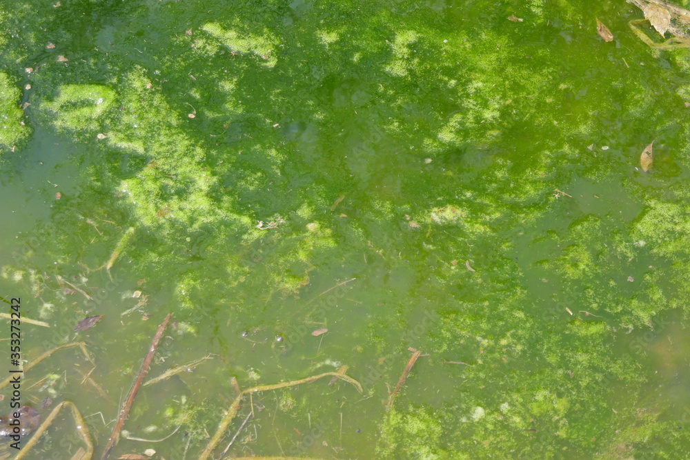 Algae covered water surface background Algae covered water surface background