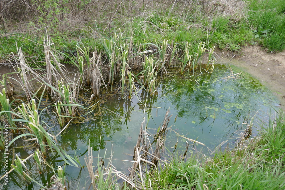 Obraz premium Small pond with muddy bank and wetland plants