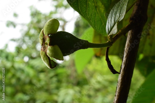 Guava Flower