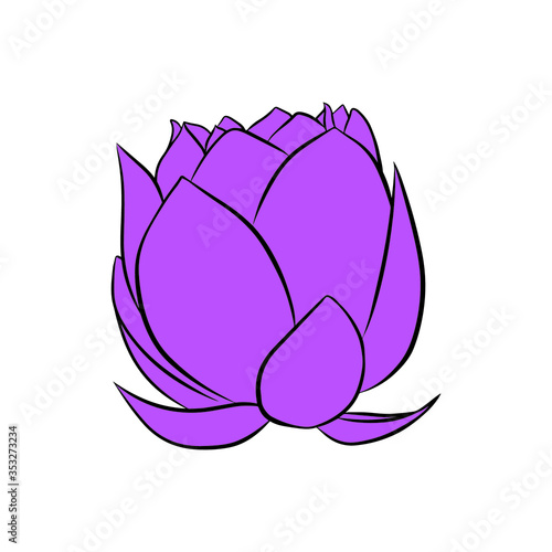 Lily lotus water flower hand drawn with color vector