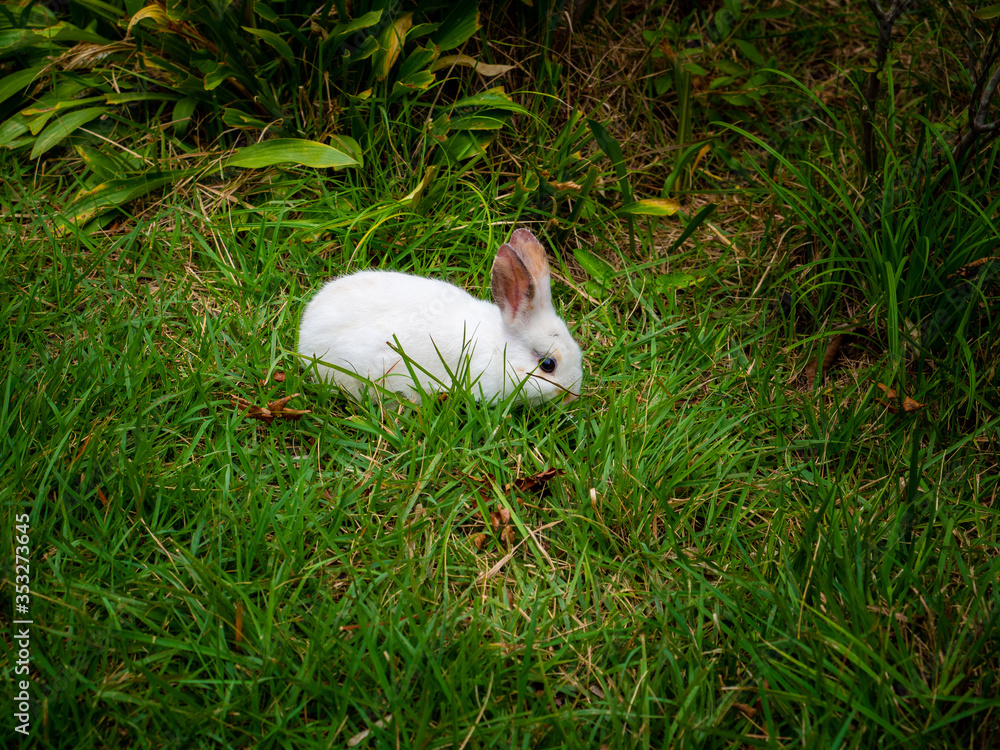 Sweet bunny walking in green garden on bright sunny day Sweet bunny walking in green garden on bright sunny day