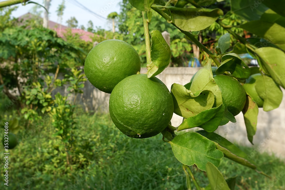 Thai lemons on the branches of lemon tree.Thai lemon.Thai green lemon.Lemon leaf. Thai lemons on the branches of lemon tree.Thai lemon.Thai green lemon.Lemon leaf.