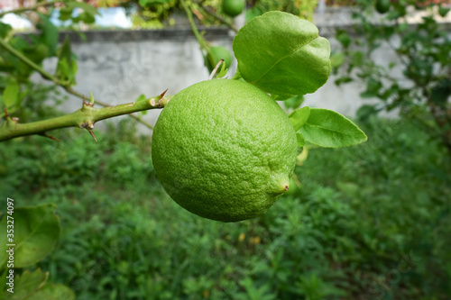 Thai lemons on the branches of lemon tree.Thai lemon.Thai green lemon.Lemon leaf.