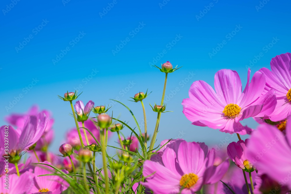 Beautiful pink cosmos flower field in outdoor floral garden meadow blue-purple background in vintage style. Colorful cosmos flower blooming nature in winter spring season. Beautiful pink cosmos flower field in outdoor floral garden meadow blue-purple background in vintage style. Colorful cosmos flower blooming nature in winter spring season.