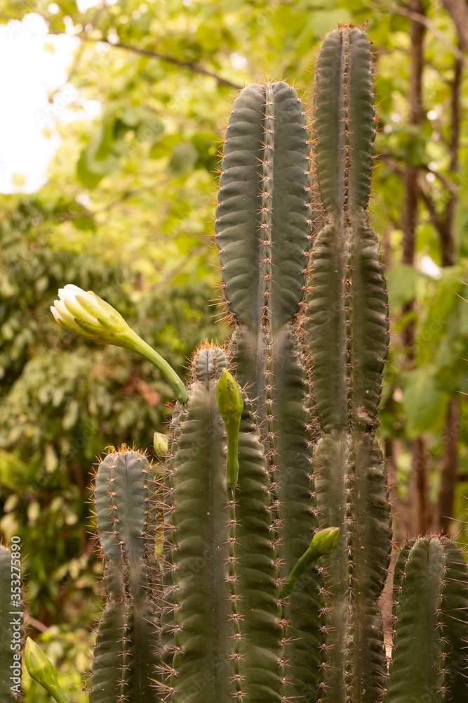 cactus in bloom
Close up of cactus cactus in bloom
Close up of cactus