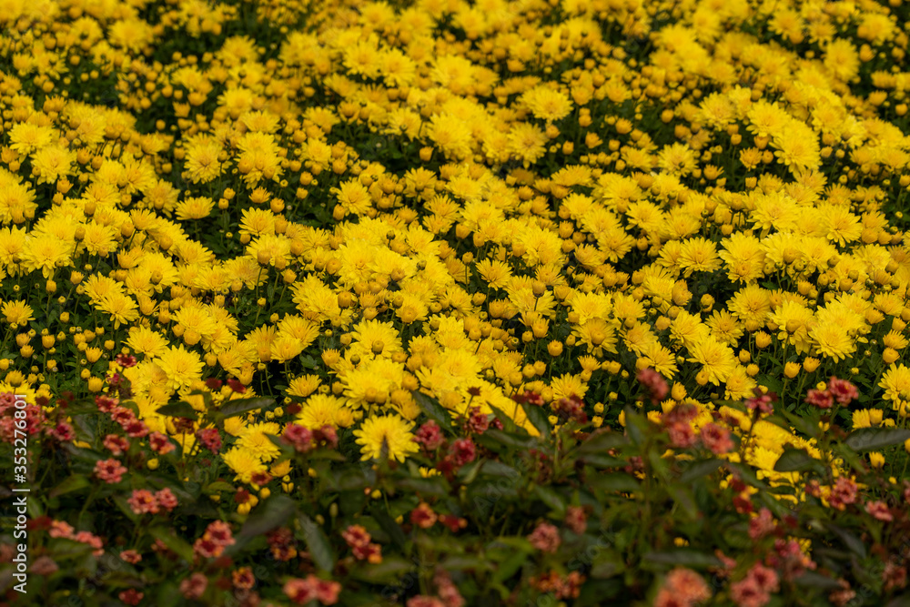 Obraz premium colors of fall