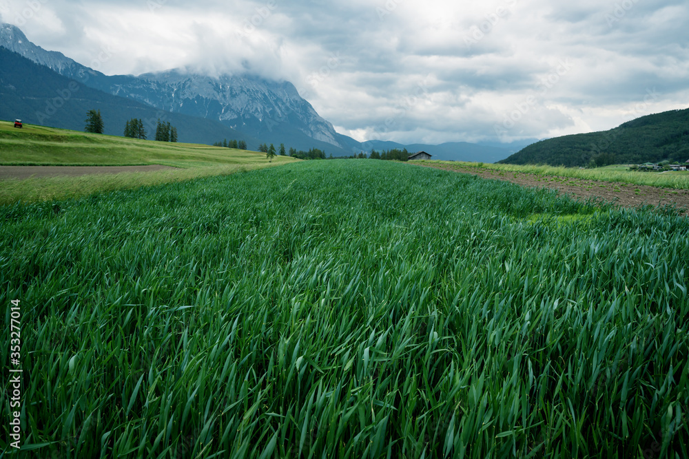 Fototapeta premium Dark green vegetable farmland in mountain valley in the Austrian Alps, Mieminger Plateau, Tyrol, Austria