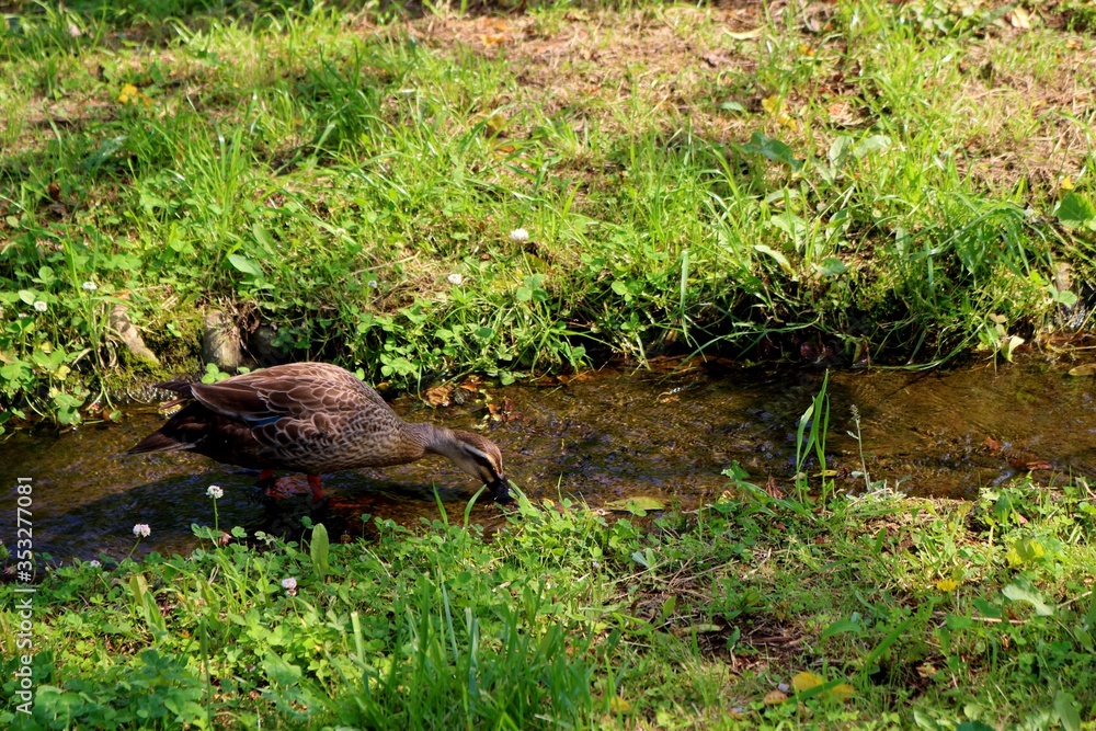 Fototapeta premium 小川に鴨 ついばんでいる 風景 茨城