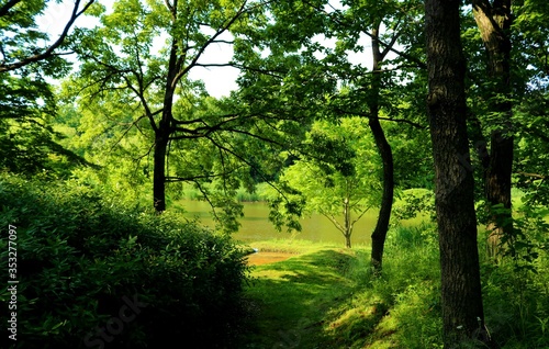 木漏れ日 新緑 池 風景 茨城