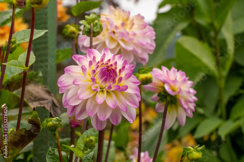 colorful flowers