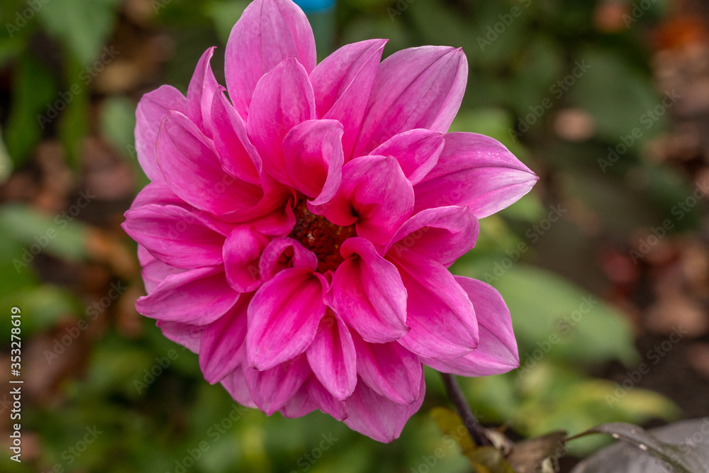 Obraz premium colorful flowers