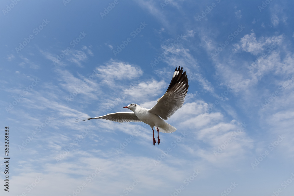 close-up of a seagull flaps its wings and flies against a blue sky close-up of a seagull flaps its wings and flies against a blue sky